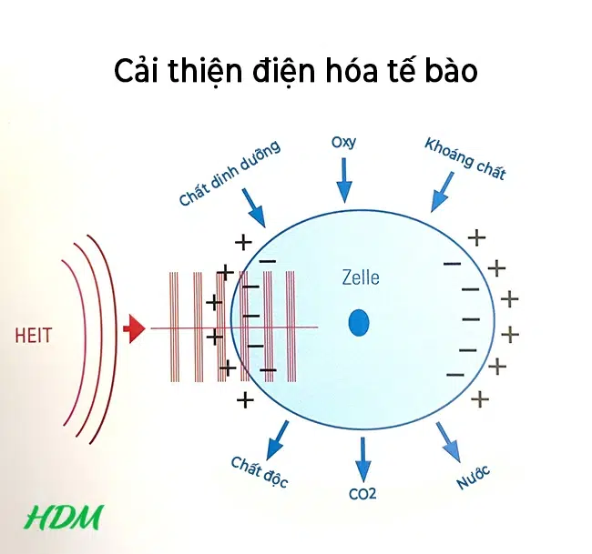 Từ trường siêu dẫn kích thích dịch chuyển các ion