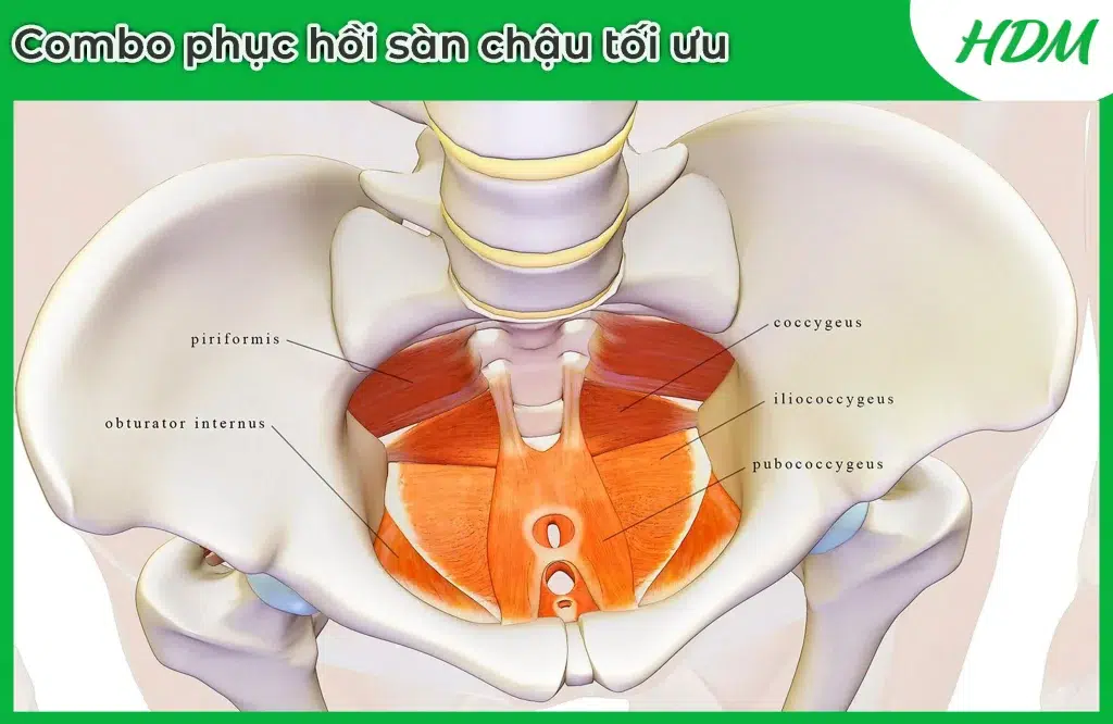 nhóm cơ sàn chậu