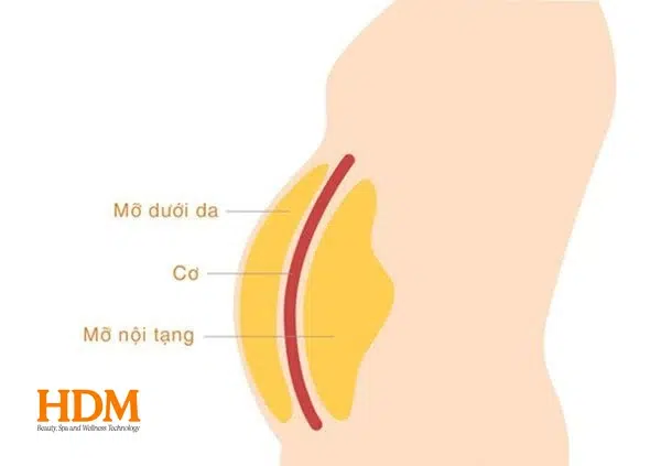 Tác động trực tiếp vào tế bào mỡ dưới da